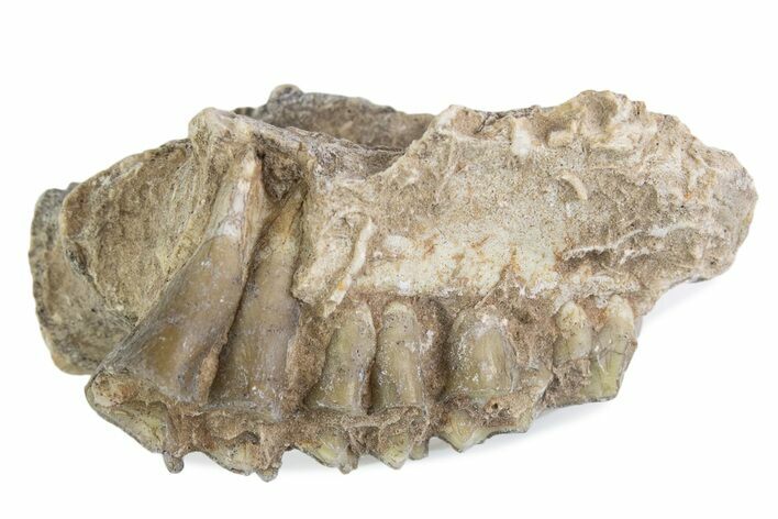 Fossil Oreodont (Merycoidodon) Jaw Section - South Dakota #375514